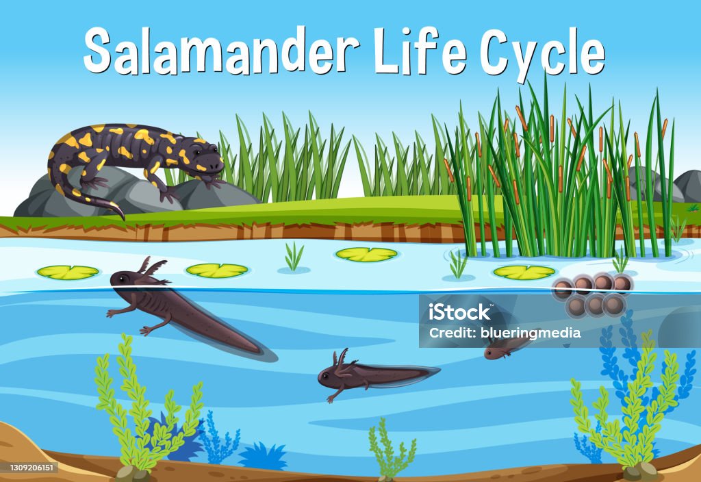 Scene with Salamander Life Cycle Scene with Salamander Life Cycle illustration Adult stock vector Scene with Salamander Life Cycle Scene with Salamander Life Cycle illustration Adult stock vector