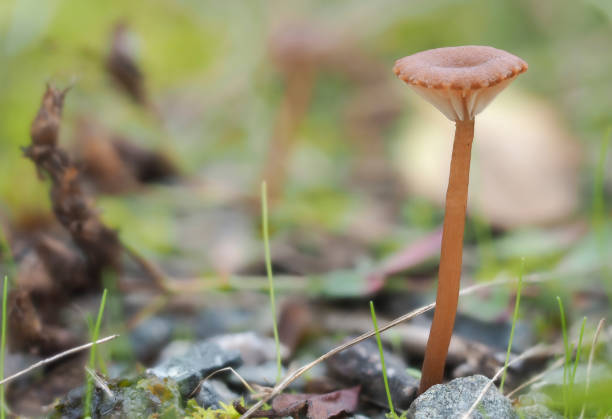 istock The genus Omphalina has no edible mushrooms 1309207288