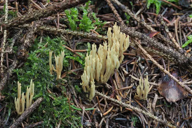 The Greening Coral-fungus (Phaeoclavaria abietina) is an inedible mushroom , an intresting photo