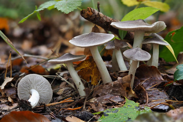 istock The Grey Knight (Tricholoma terreum) is an edible mushroom 1309207862