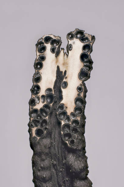 гриб свечи (xylaria hypoxylon) является неотвеченным грибом - xylaria стоковые фото и изображения