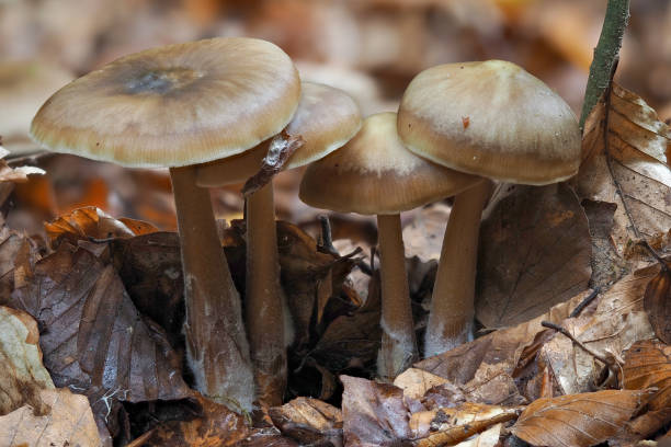 istock The Butter Cap (Rhodocollybia butyracea) is an edible mushroom 1309207874