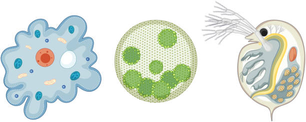 Set of unicellular organism isolated on white background Set of unicellular organism isolated on white background illustration volvox stock illustrations