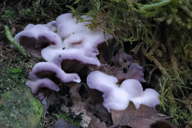 The Silverleaf Fungus (Chondrostereum purpureum) is an inedible mushroom , an intresting photo