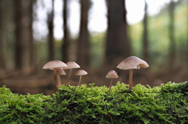 istock An indefinite fungus from the genus Mycena 1309208209