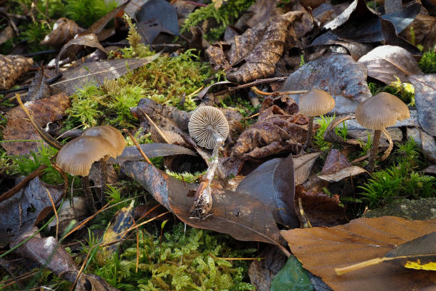 istock The Lyophyllum boudieri is an inedible mushroom 1309208254