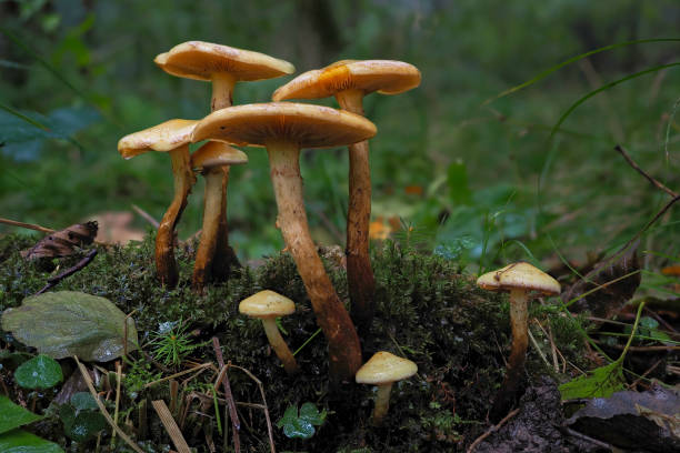 istock The alder scalycap (Flammula alnicola) is an inedible mushroom 1309208270