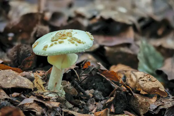 Photo of Amanita citrina, commonly known as the false death cap, or citron amanita, is a basidiomycotic mushroom, one of many in the genus Amanita.