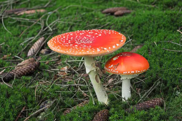 The fly agaric (Amanita muscaria) is a poisonous mushroom , an intresting photo