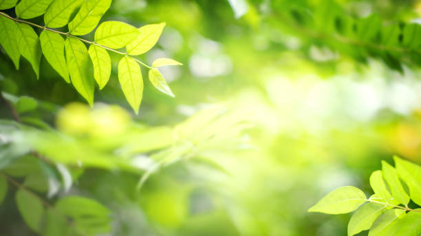 istock Background nature green leaf on blurred greenery in forest with copy space. 1309209612