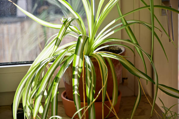 istock Green lily plant on the windowsill 1309210625