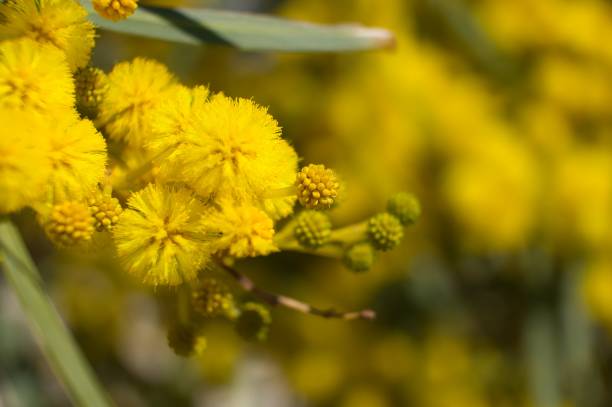 istock Acacias Tree in the field 1309210791