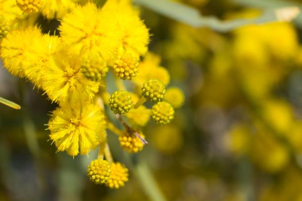 istock Acacias Tree in the field 1309210792