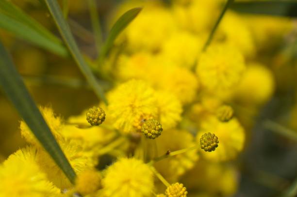 istock Acacias Tree in the field 1309210800