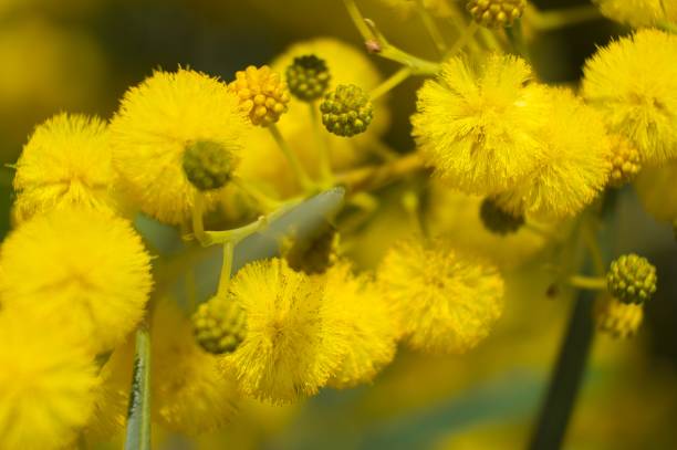 istock Acacias Tree in the field 1309210803