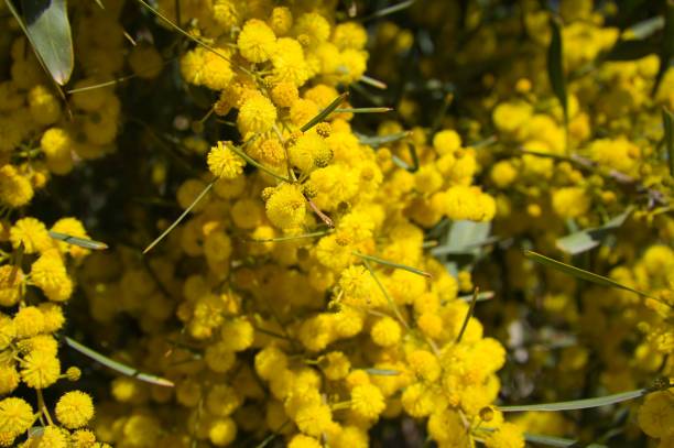 istock Acacias Tree in the field 1309210819