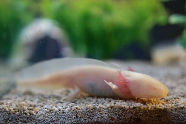 istock Axolotl in the aquarium. 1309210885