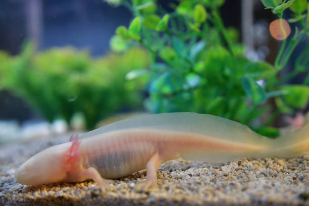 istock Axolotl in the aquarium. 1309210886