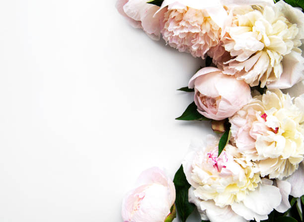 istock Peony flowers on a white background 1309210909