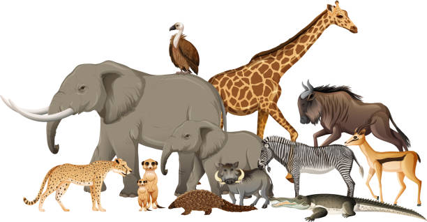 istock Group of wild african animal on white background 1309211122