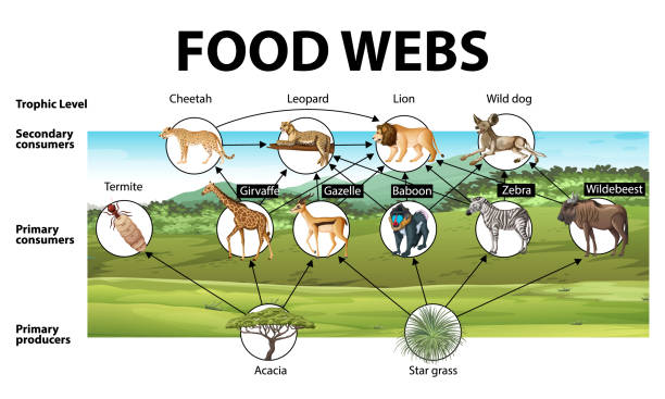 Education Poster Of Biology For Food Webs Diagram Stock Illustration -  Download Image Now - Survival, Diagram, Animal - iStock