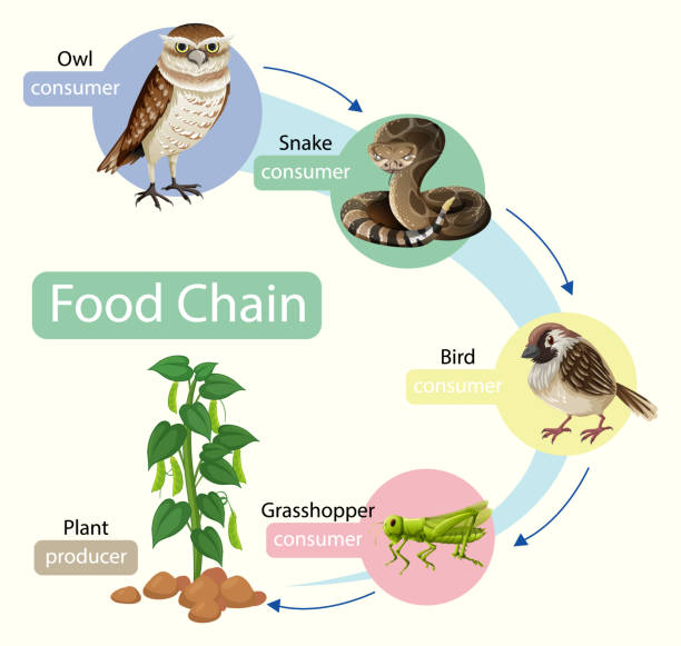 illustrazioni stock, clip art, cartoni animati e icone di tendenza di concetto di diagramma della catena alimentare - zoology