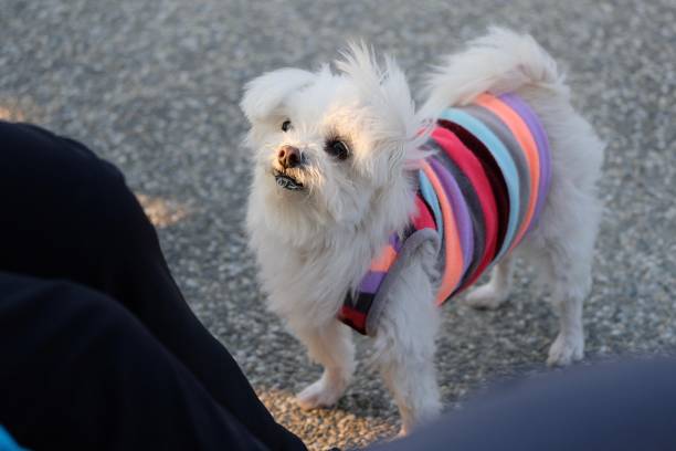istock Little cute dog asking for food 1309213023