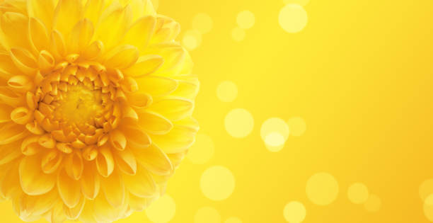 yellow Cactus dahlia flower, or star dahlia