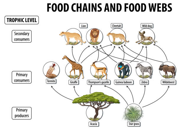 bildbanksillustrationer, clip art samt tecknat material och ikoner med utbildningsaffisch av biologi för matnät och matkedjor diagram - allätare