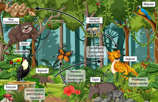 Diagram showing food web in the rainforest 2007309 Vector Art at Vecteezy Diagram showing food web in the rainforest 2007309 Vector Art at Vecteezy