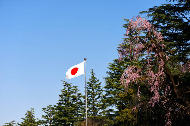 istock Japanese flag fluttering in the wind with weeping cherry tree 1309213907