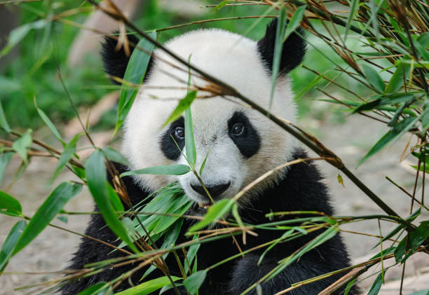 istock Giant panda bear eating bamboo 1309213911