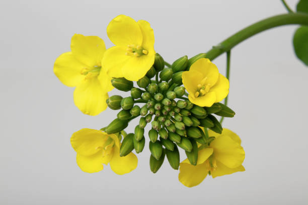 fleur jaune de fleur de colza - mustard flower photos et images de collection