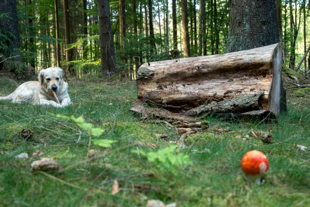 istock A nice picture from my companion Emmi 1309214080