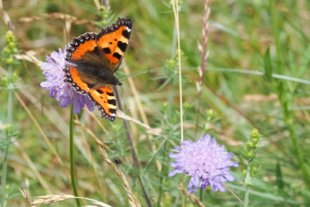 istock The small tortoiseshell (Aglais urticae) is a colourful Eurasian butterfly 1309214134