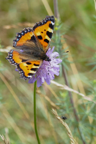 istock The small tortoiseshell (Aglais urticae) is a colourful Eurasian butterfly 1309214136