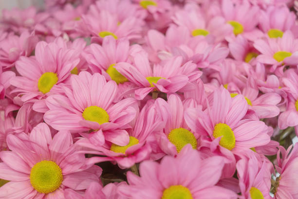 This geraniums and petunias are easy-care plants and are particularly suitable as potted plants to beautify the house