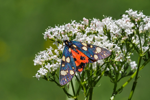 The scarlet tiger moth (Callimorpha dominula, formerly Panaxia dominula) is a colorful moth belonging to the tiger moth subfamily, Arctiinae. , an intresting photo