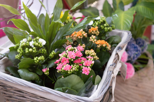 fleurs dans un magasin de fleur - kalanchoe photos et images de collection