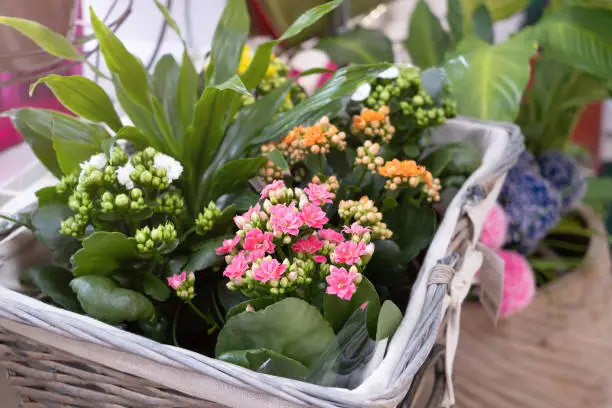 The Kalanchoe houseplant with small white, pink and orange flowers is sold at a flower shop. Plant assortment concept.