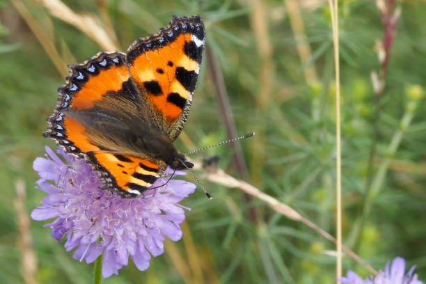 istock The small tortoiseshell (Aglais urticae) is a colourful Eurasian butterfly 1309214171