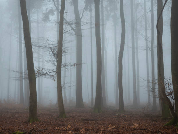 istock A beautiful picture of trees in the mist 1309214183