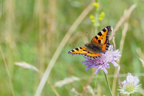 istock The small tortoiseshell (Aglais urticae) is a colourful Eurasian butterfly 1309214216
