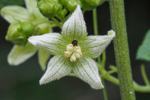 Bryonia dioica, known by the common names red bryony and white bryony, also English mandrake or ladies' seal. , beatiful photo