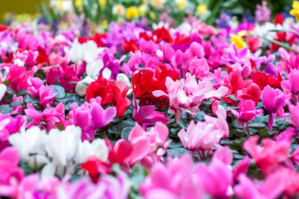 A floral carpet of red and pink cyclamen persicum plants in the spring garden. A floral carpet of red and pink cyclamen persicum plants in the spring garden. In the spring, cyclamens of different colors bloom in the garden. Blooming cyclamen. Spring flowers. Pink and red flowers. cyclamen stock pictures, royalty-free photos & images