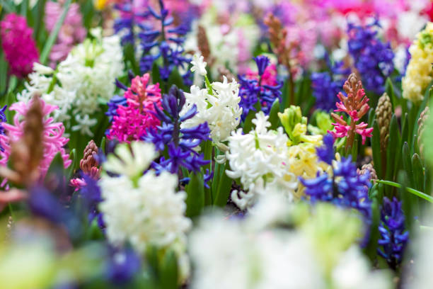 istock Blooming spring hyacinth flower in a flower bed. 1309216304