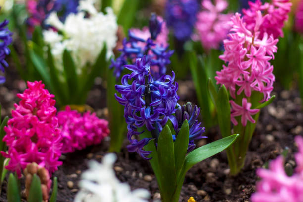 istock Blooming spring hyacinth flower in a flower bed. 1309216346