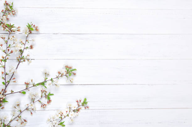 istock Fresh cherry flowers on white painted wooden planks. Copy space 1309216440