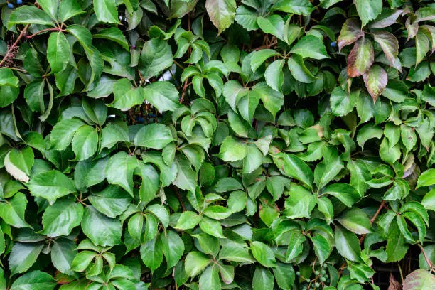 Photo of Background with many large green leaves of  Parthenocissus quinquefolia plant, known as Virginia creeper, five leaved ivy or five-finger, in a garden in a sunny autumn day