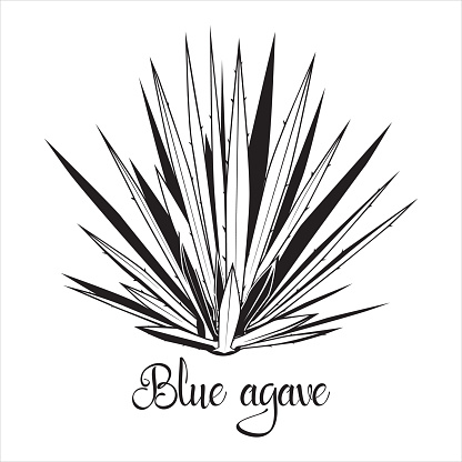 Tequila agave black silhouette. Vector illustration isolated on white background. Blue agave succulent plant stencil.